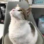 logo Clinica Veterinaria Área Central