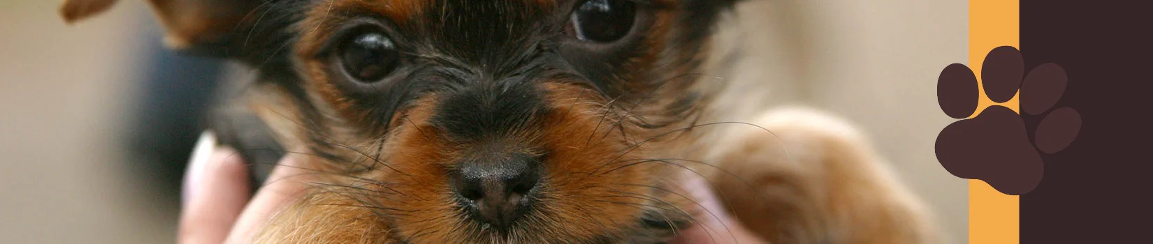 Clinica Veterinaria Amigos