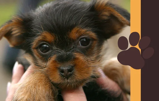 Clinica Veterinaria Amigos