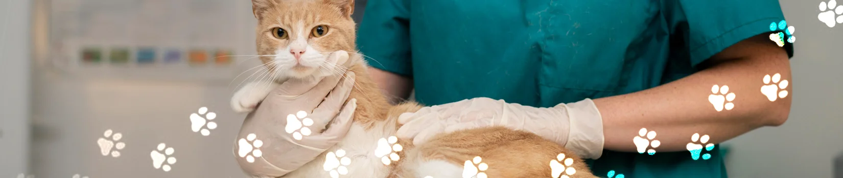 Clinica Veterinaria Área Central