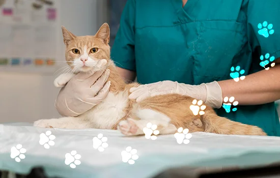 Clinica Veterinaria Área Central