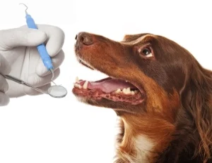 15% DE DESCUENTO EN LIMPIEZAS DE BOCA