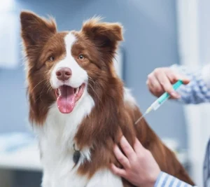 DESCUENTO DEL 10% EN VACUNAS