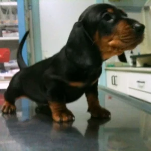 15 % DESCUENTO EN VACUNACION Y CONSULTAS GERIÁTRICAS Y PEDIÁTRICAS.